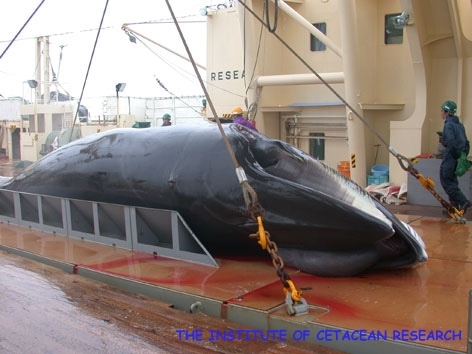 Japan\'s Whale Research Program_05.jpg