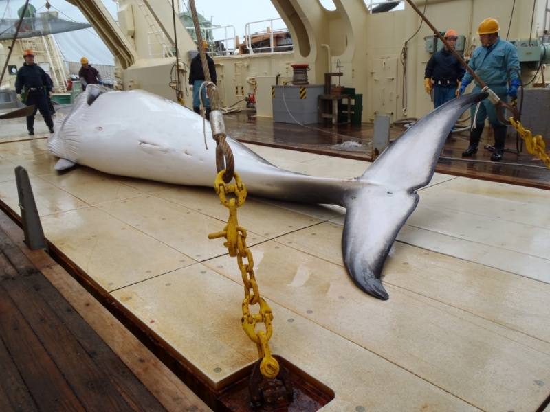 Japan\'s Whale Research Program_06.jpg