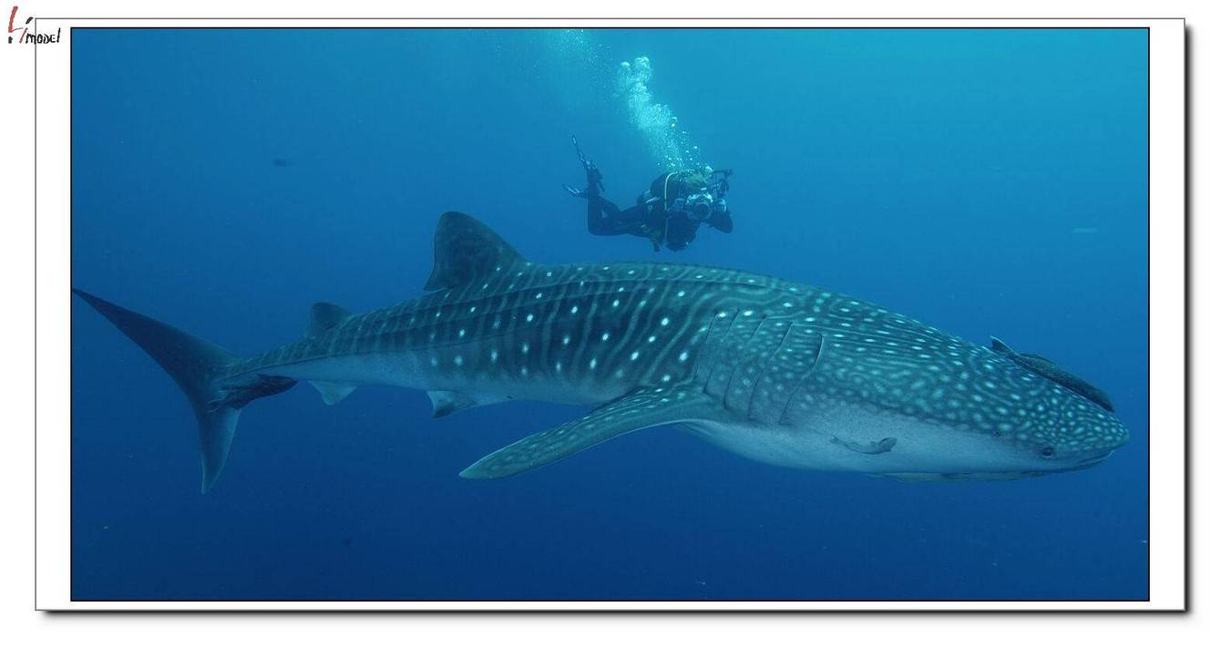 CocosWhaleShark4.jpg